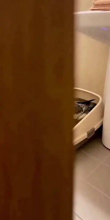 Pet video template preview