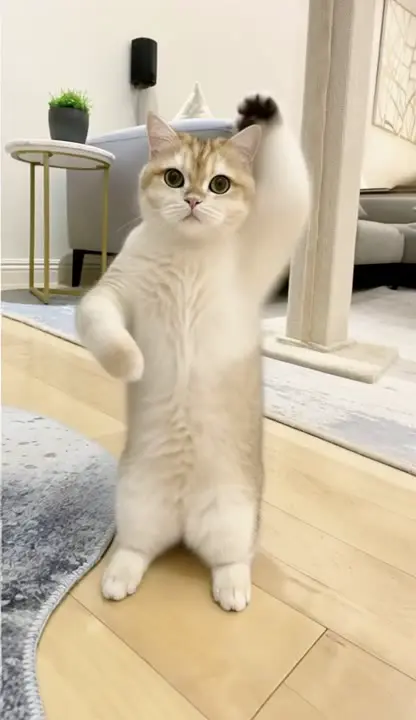 Pet video template preview
